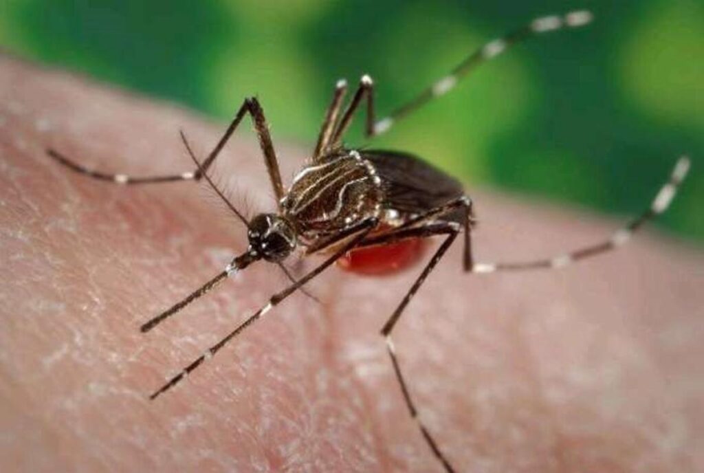 Dengue
