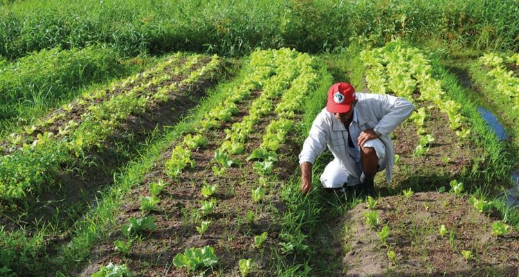 Fedenaga exigió liberación de agricultores presos por desechar sus cosechas 1 Fenagas