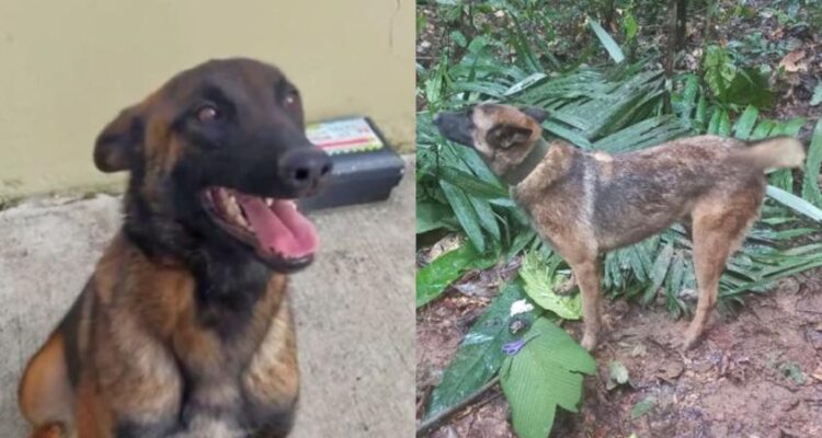 La búsqueda de «Wilson» continúa en la selva del Guaviare 1 Wilson