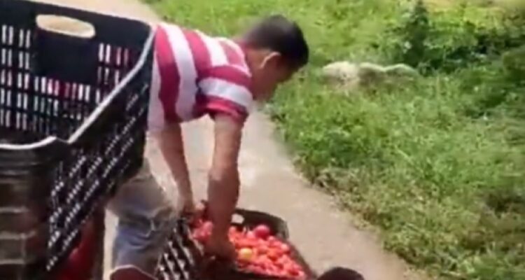 Detuvieron a otro agricultor por botar cosecha de tomates en Trujillo 1 mp aprehendio a productor por destruccion de alimentos y violar ley de precios justos 127950