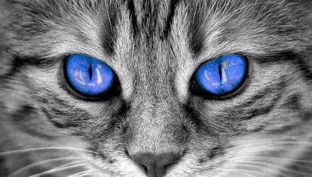 sentidos del gato