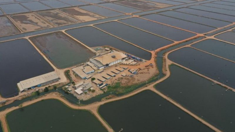 Centro de produccion de camarones en el Lago de Maracaibo