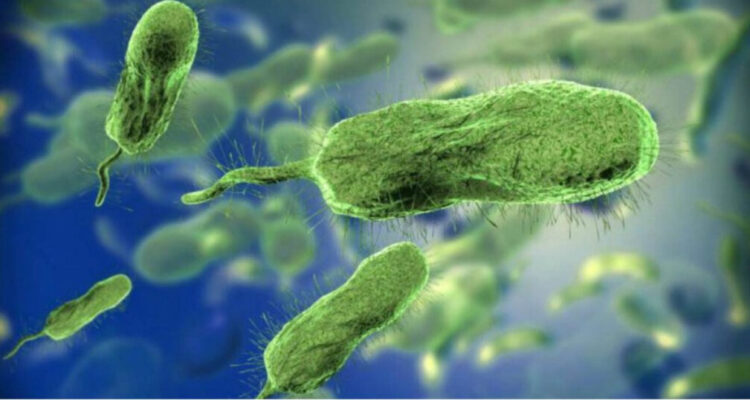 BACTERIA COME CARNE