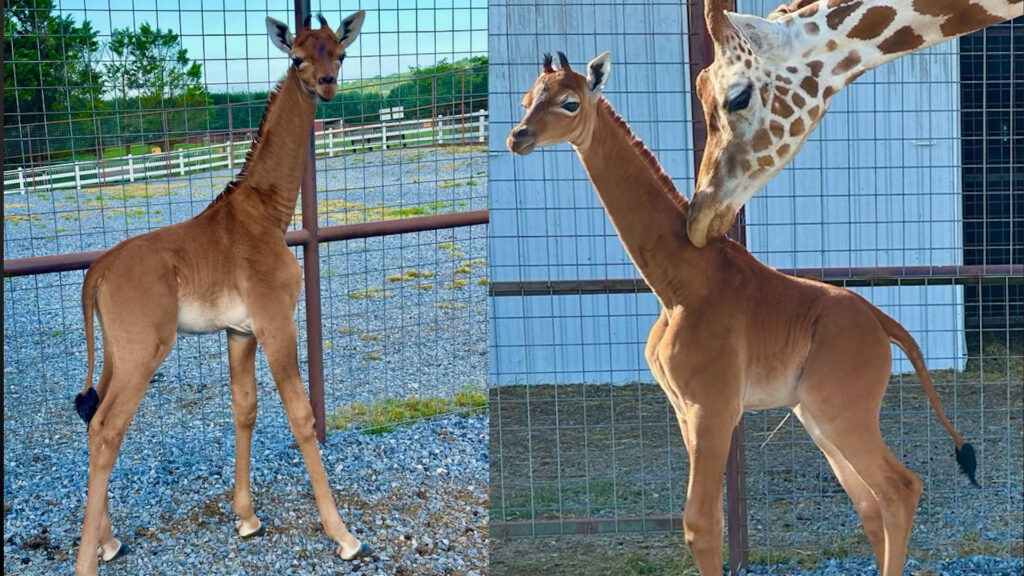 Nació una jirafa sin manchas que podría ser la única en el mundo 2 Jirafa Bebe