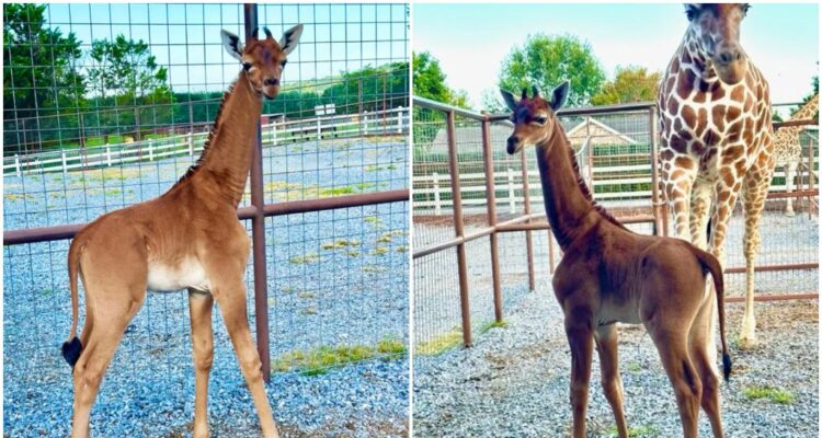 Nació una jirafa sin manchas que podría ser la única en el mundo 1 Jirafa nacida en Tennessee
