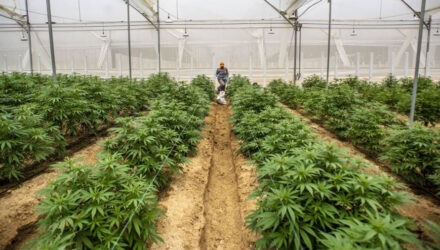 colombia alcanza un nuevo record de narcocultivos y produccion de cocaina en 2022 11597
