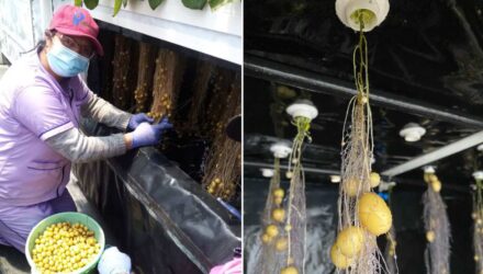 papas sembradas en el aire la innovadora apuesta de venezuela a mas de 3000 metros de altura 132701