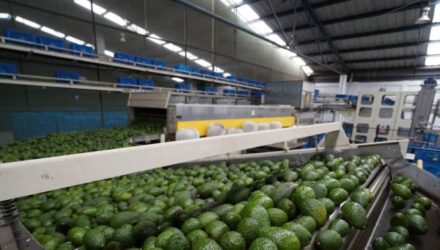 Venezuela exportara aguacate y cafe a China