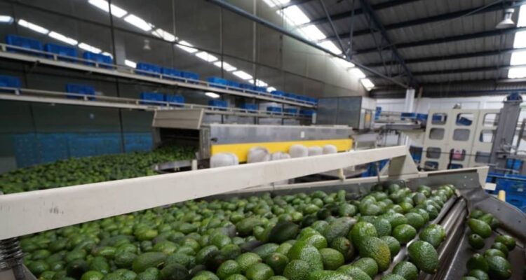 Venezuela exportara aguacate y cafe a China