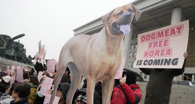 Corea del Sur prohibirá el consumo y el comercio de carne de perro 1 Consumo de carne de perro