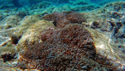 Coral Unomia stolonifera