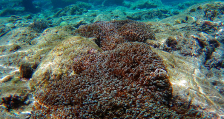 Autoridades buscan contener la invasión de un coral asiático en el mar Caribe 1 Coral Unomia stolonifera