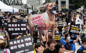 Corea del Sur prohibirá el consumo y el comercio de carne de perro 2 Corea carne