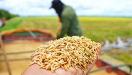 PRODUCCION ARROZ 260124