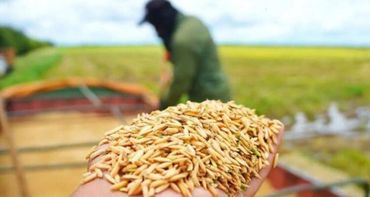 Producción de arroz en Venezuela crecerá un 13,6 % en el ciclo 2023-2024 1 PRODUCCION ARROZ 260124