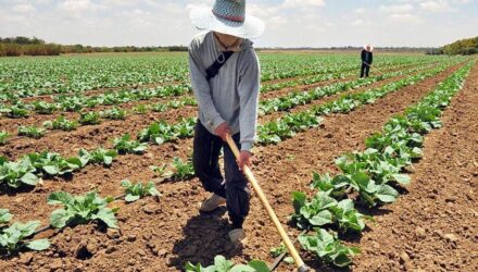 fedeagro 1