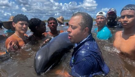 Desfines rescatdos