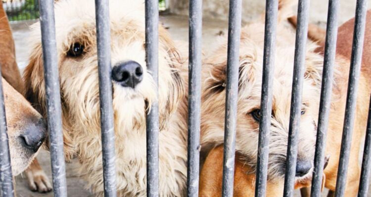 Fiscal Saab impulsa proyecto para sancionar con multas y prisión el maltrato animal 1 Maltrato animal