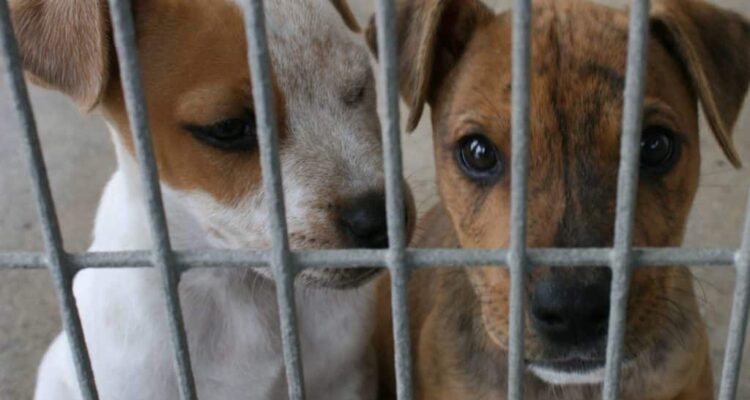 Ministerio Público sancionará maltrato animal con multas y hasta 6 años de cárcel 1 Maltrato animal