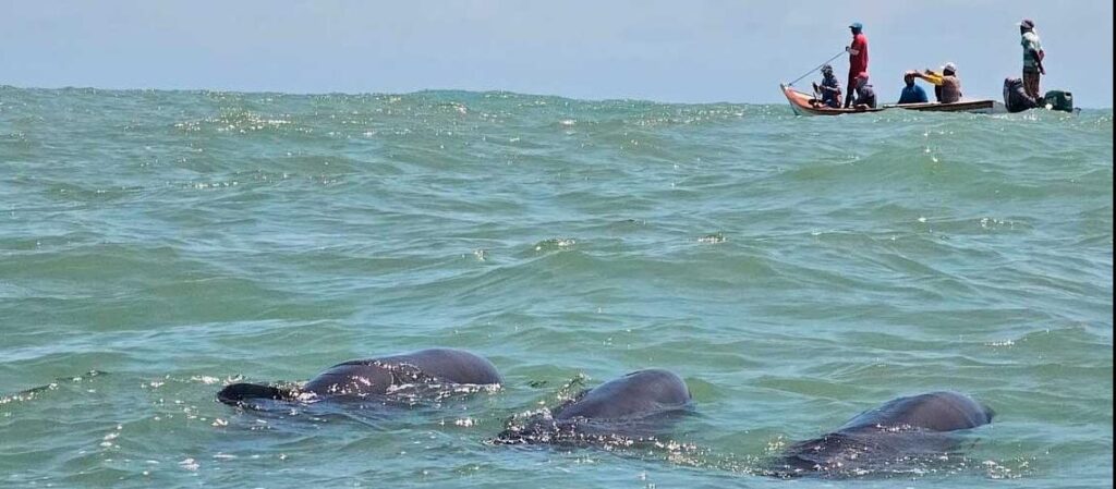 Rescatados delfines