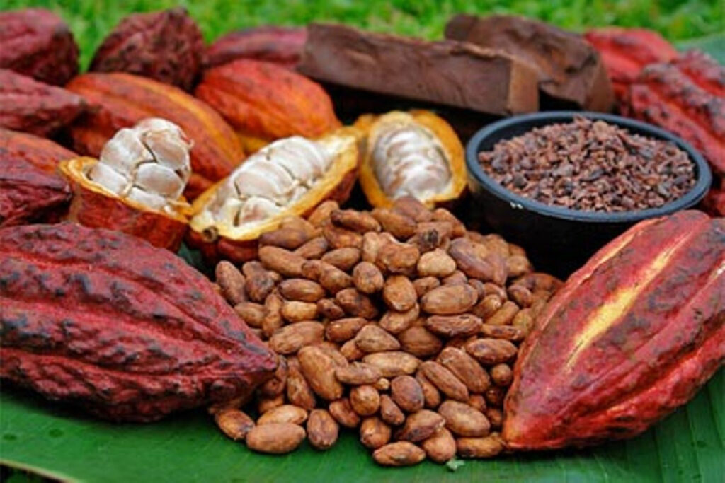 cacao venezlano 2