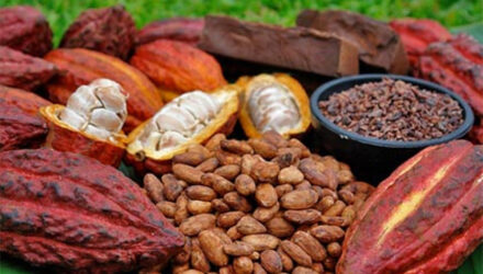cacao venezlano 2