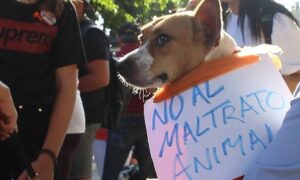 no al maltratro animal 1
