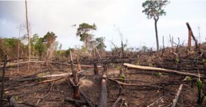 Venezuela perdió cerca de 27.500 hectáreas de bosques 2 DEFORESTACION