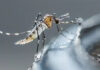Ministerio de Salud declaró alerta sanitaria nacional ante la proliferación de dengue, zika, chikungunya y malaria por efectos del fenómeno El Niño 5 Dengue