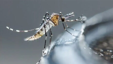 Dengue