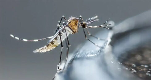 Dengue