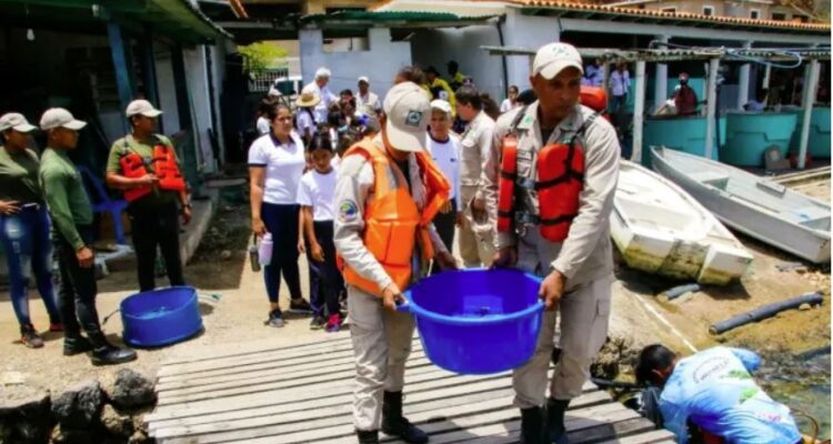 Gobierno liberó 600 caballitos de mar en Nueva Esparta 1 Caballitos