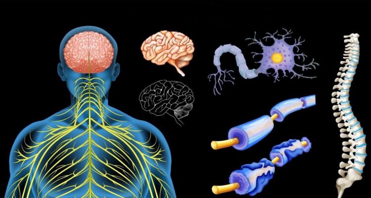 Se puede tener calidad de vida con esclerosis múltiple 1 Esclerosis múltiple