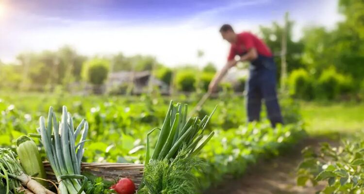 Reportaron caída de más del 90 % de producción de hortalizas en Guárico 1 Hortalizas