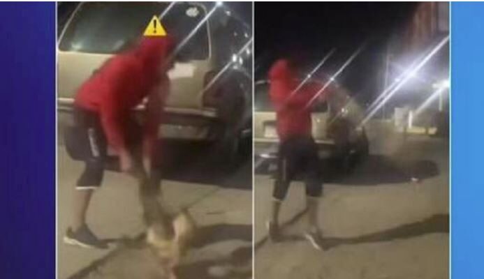 Detuvieron a dos sujetos por maltrato animal en Mene Grande 1 Maltrato animal