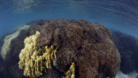 Coral de Indonesia