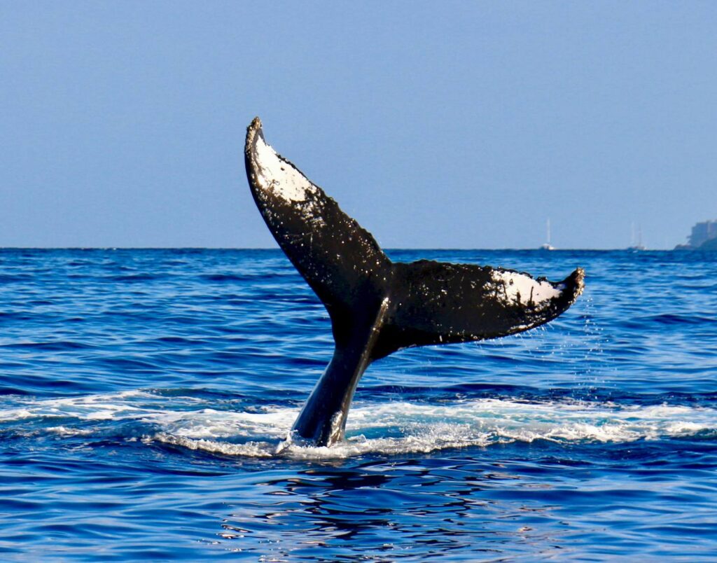 7 maravillas naturales de america ballenas 1002