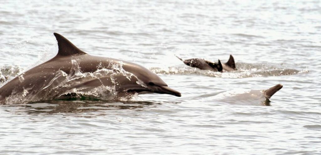 7 maravillas naturales de america ballenas 1003