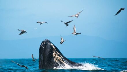 Ballenas