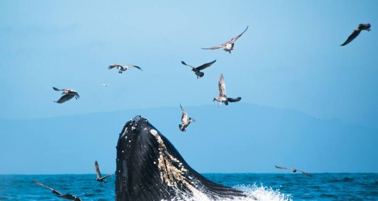 Ballenas