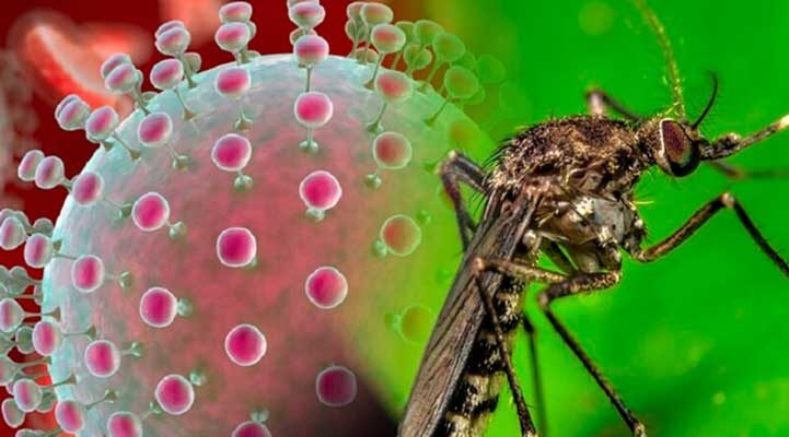 Estados Unidos identificó 21 casos de fiebre de Oropouche en viajeros procedentes de Cuba 1 Virus
