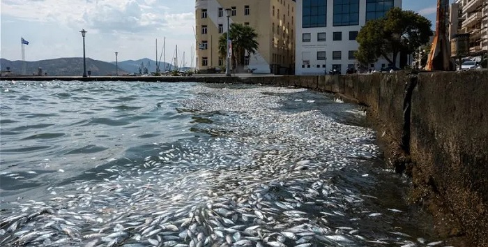 peces