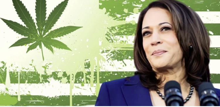 Kamala Harris prometió legalizar la marihuana recreativa: sepa por qué 1 Kamala