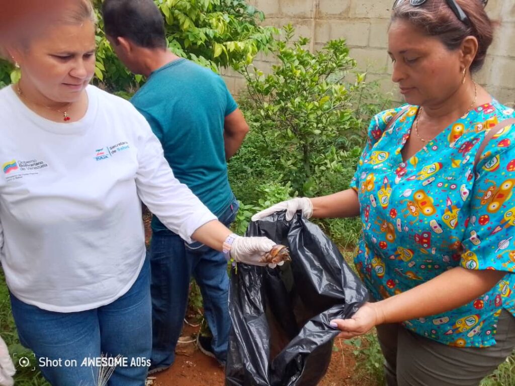 La dirección regional de Salud Ambiental realizó una nueva recolección de caracoles africanos 3 WhatsApp Image 2024 11 05 at 2.00.43 PM 1