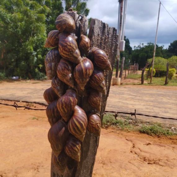 Dirección de Salud Ambiental implementa operativo de recolección de caracoles africanos 2 WhatsApp Image 2024 11 28 at 9.01.56 AM 1