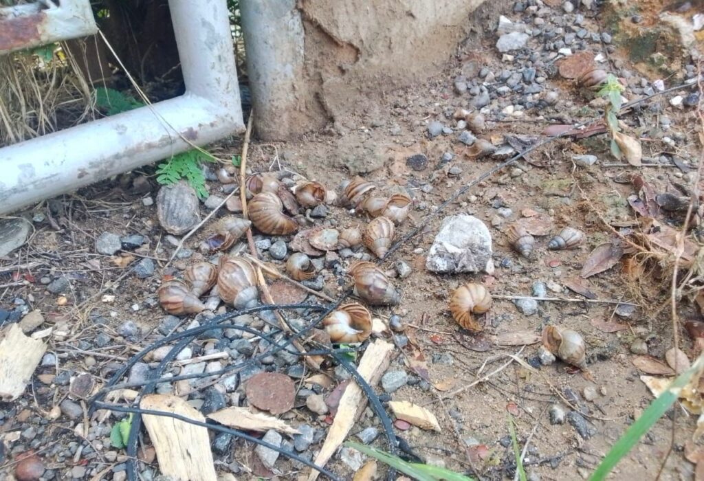 Dirección de Salud Ambiental implementa operativo de recolección de caracoles africanos 4 WhatsApp Image 2024 11 28 at 9.01.57 AM