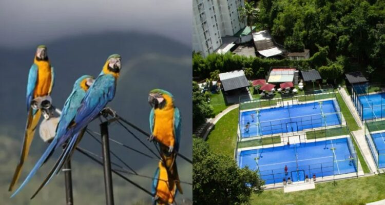 Club de pádel inició reformas en canchas tras la muerte de guacamayas 1 PADEL