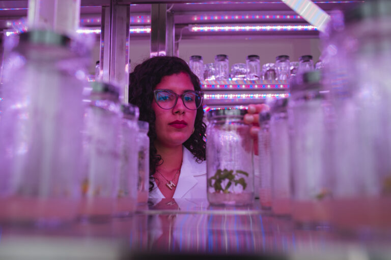 Laboratorio de Mejoramiento Genético de Plantas en el IVIC fortalece la soberanía alimentaria 4 C88A7504 768x512 1