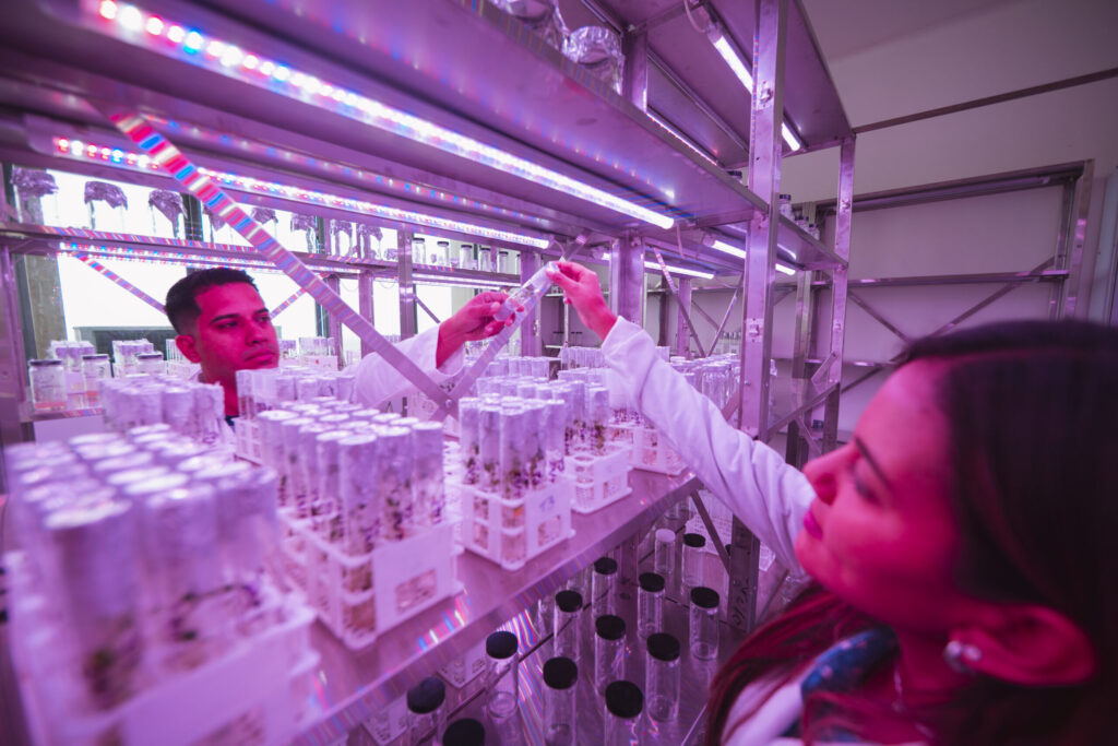 Laboratorio de Mejoramiento Genético de Plantas en el IVIC fortalece la soberanía alimentaria 2 C88A7510 scaled 1