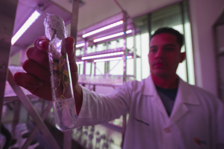 Laboratorio de Mejoramiento Genético de Plantas en el IVIC fortalece la soberanía alimentaria 3 C88A7523 768x512 1